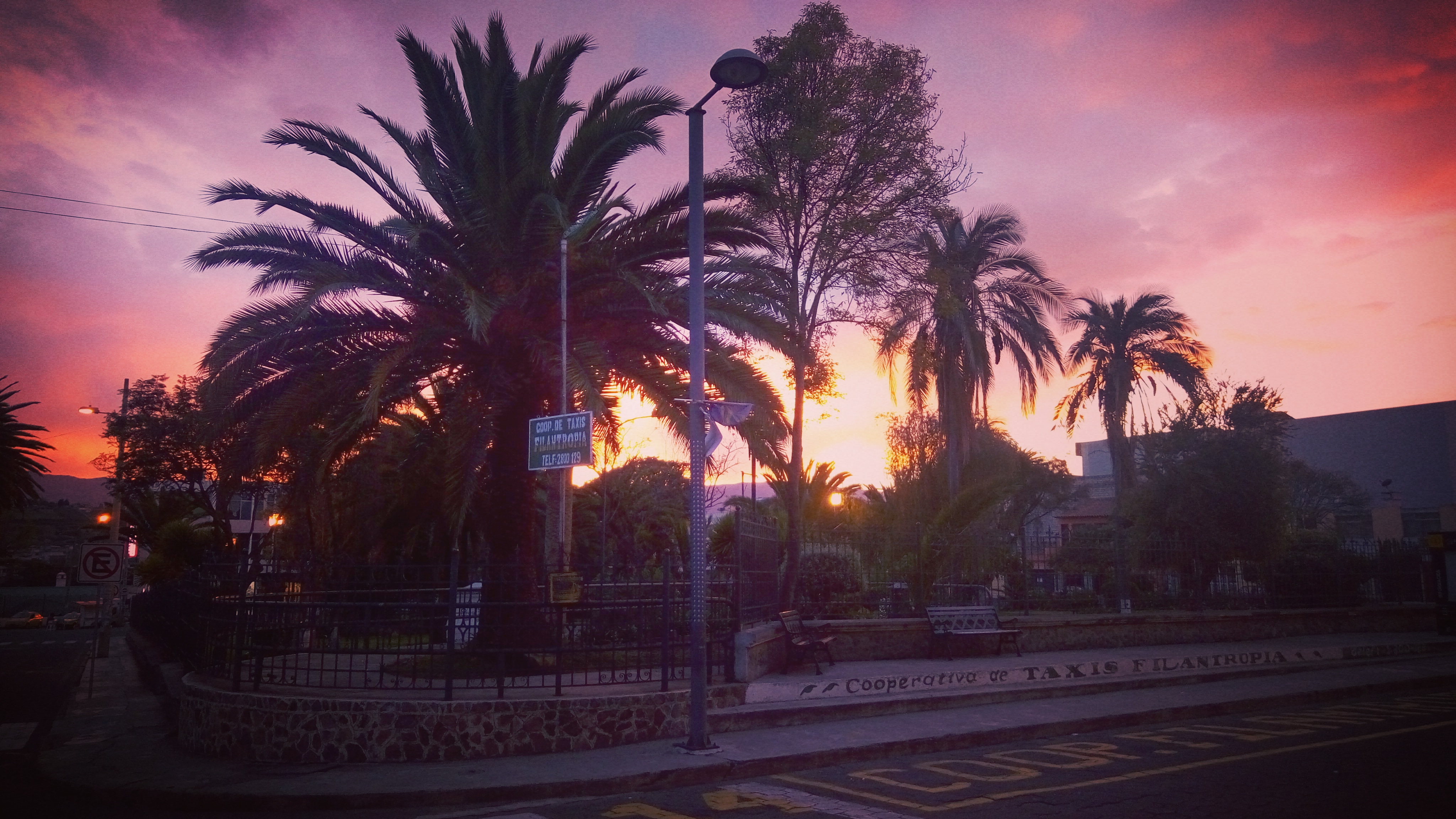 palm trees and sunset